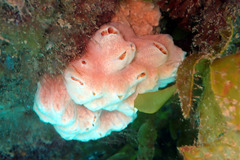 Aplidium
