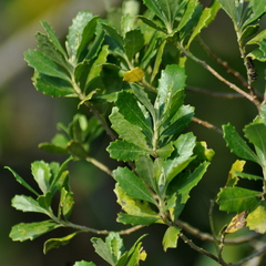 Baccharis angusticeps