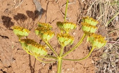 Leiotulus secacul