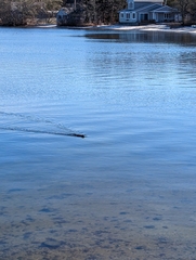 Ondatra zibethicus