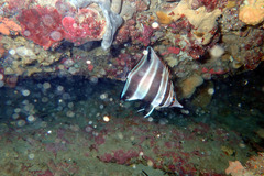 Chelmonops curiosus