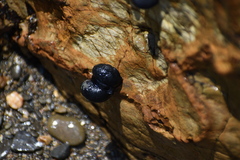 Nerita melanotragus