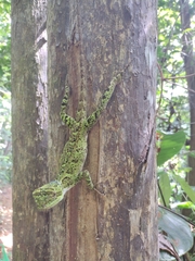 Enyalius catenatus