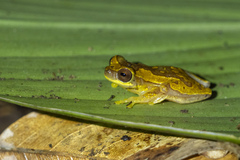 Dendropsophus ebraccatus
