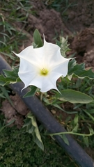 Datura stramonium