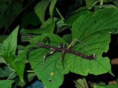 Mnesilochus palawanicus