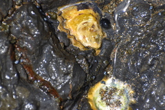 Saccostrea
