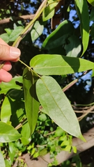 Millettia