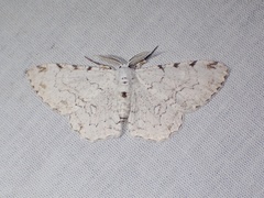 Thyrinteina arnobia