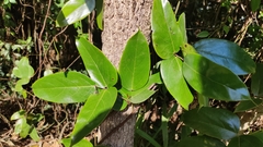 Millettia
