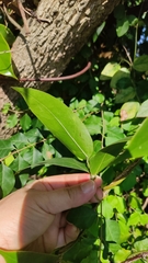 Millettia