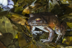 Leptodactylus savagei