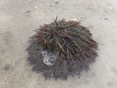 Lytechinus variegatus