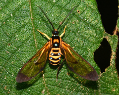 Gymnelia