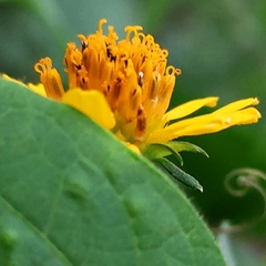 Verbesina subcordata