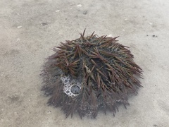 Lytechinus variegatus