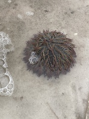 Lytechinus variegatus