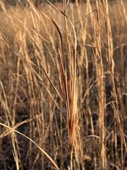 Andropogon gyrans