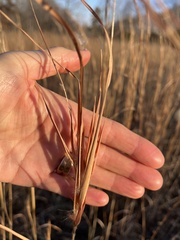 Andropogon gyrans
