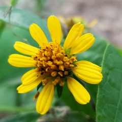 Verbesina subcordata