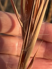 Andropogon gyrans