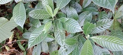 Psychotria marginata