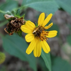 Verbesina subcordata