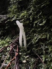 Clavaria falcata