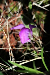 Arethusa bulbosa