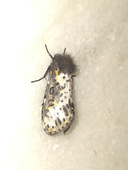 Xanthopastis timais