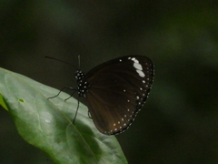 Euploea tulliolus