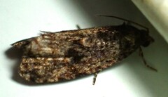 Gymnandrosoma punctidiscanum