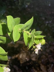 Arctostaphylos pechoensis