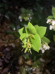 Arctostaphylos pechoensis