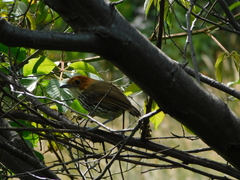 Chestnut-Crowned Antpitta photo 3