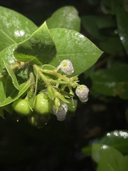 Arctostaphylos pechoensis