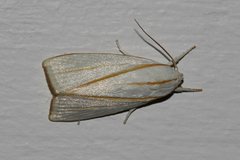 Cryptophasa flavolineata