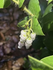 Arctostaphylos pechoensis