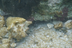 Pareques acuminatus
