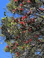 Peraxilla colensoi