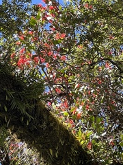 Peraxilla colensoi