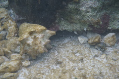 Pareques acuminatus