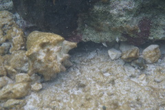 Pareques acuminatus
