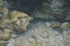 Pareques acuminatus