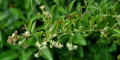 Baccharis anomala