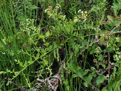 Baccharis anomala