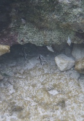Pareques acuminatus