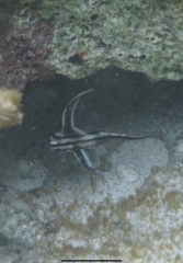 Pareques acuminatus