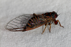 Palapsalta circumdata