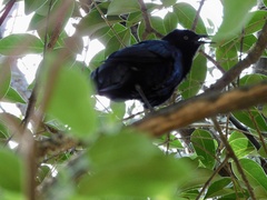 Quiscalus mexicanus